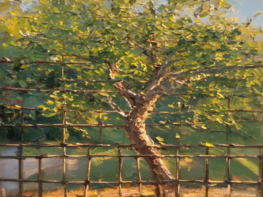 Oil painting of a young tree trained on a garden trellis in soft gold light